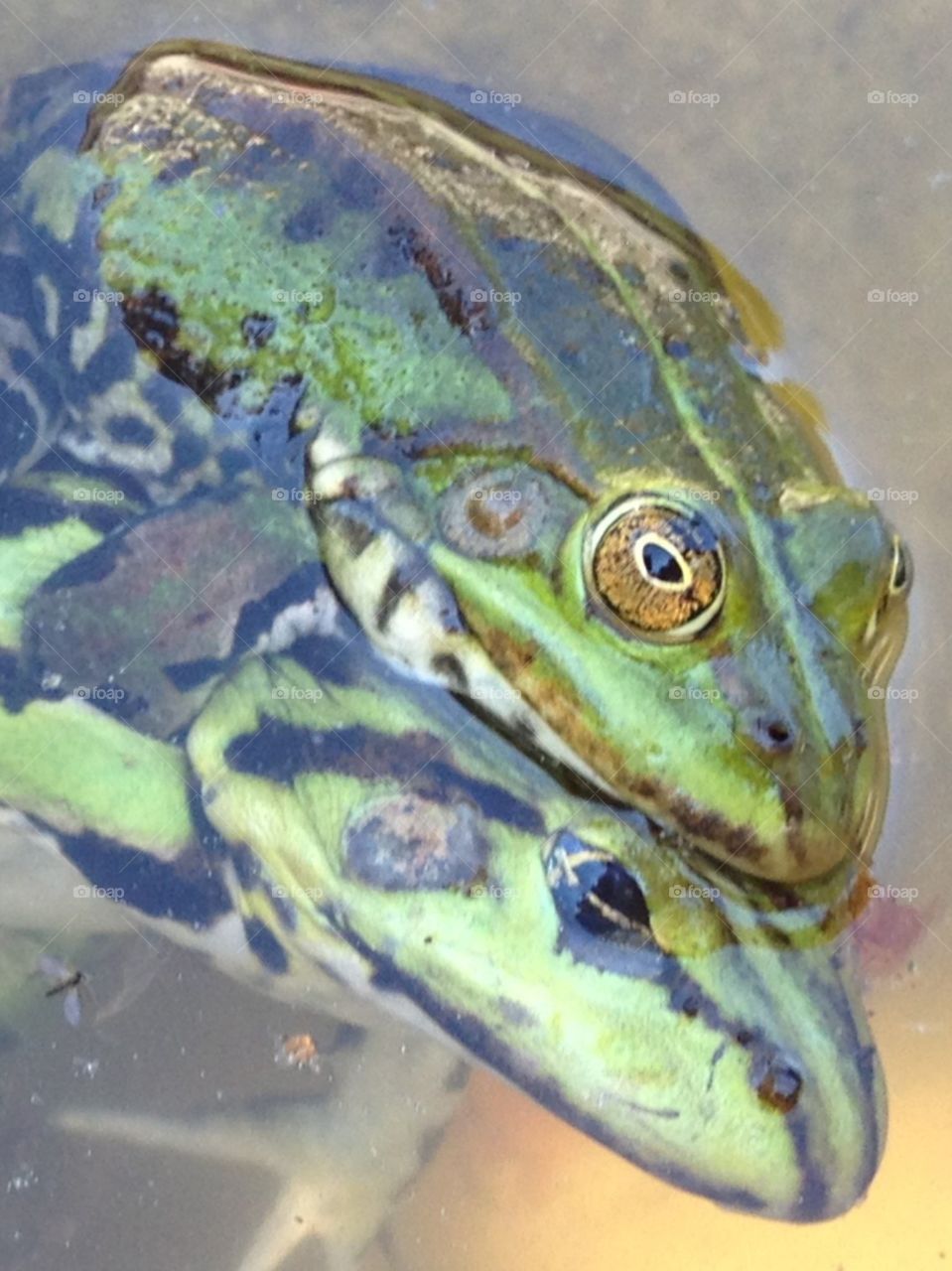 Frog Look, eyes