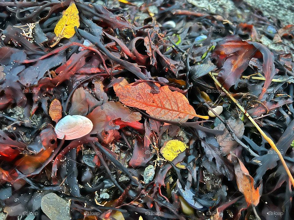 Autumn shore