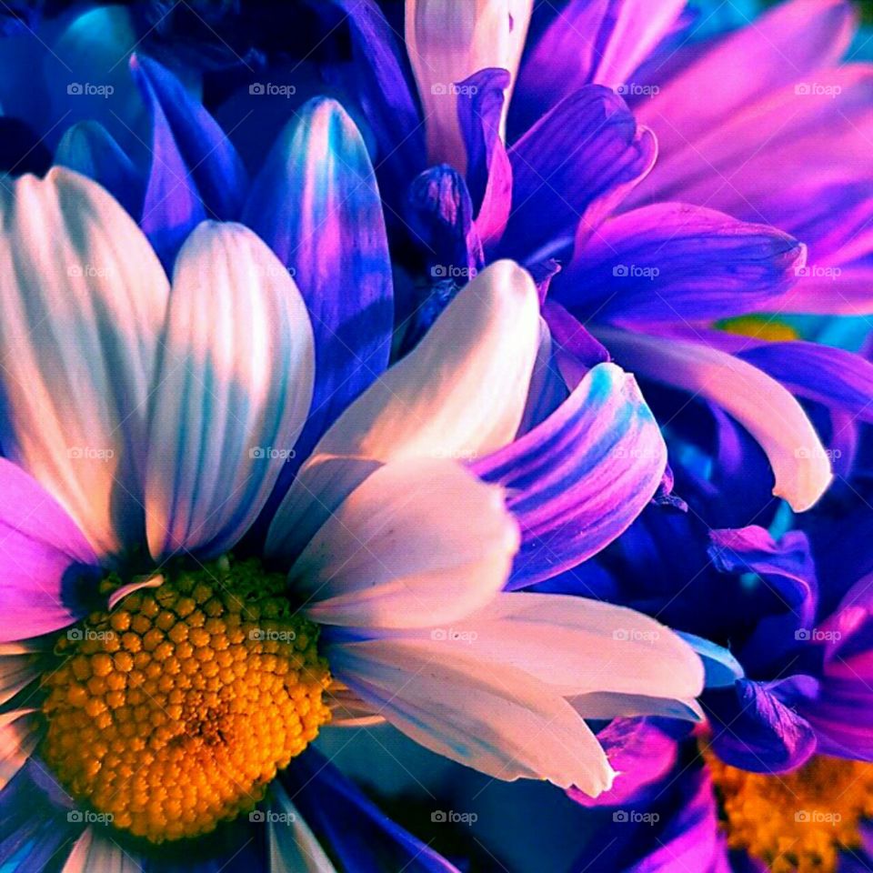 Flower, Nature, Color, Flora, Bright