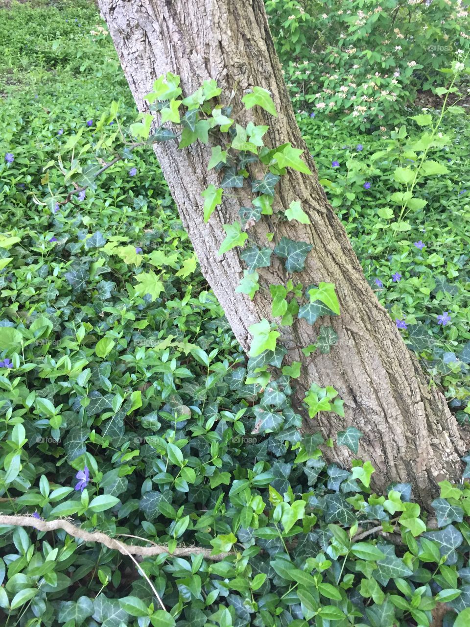 Interesting tree trunk with ivy
Pittsford NY