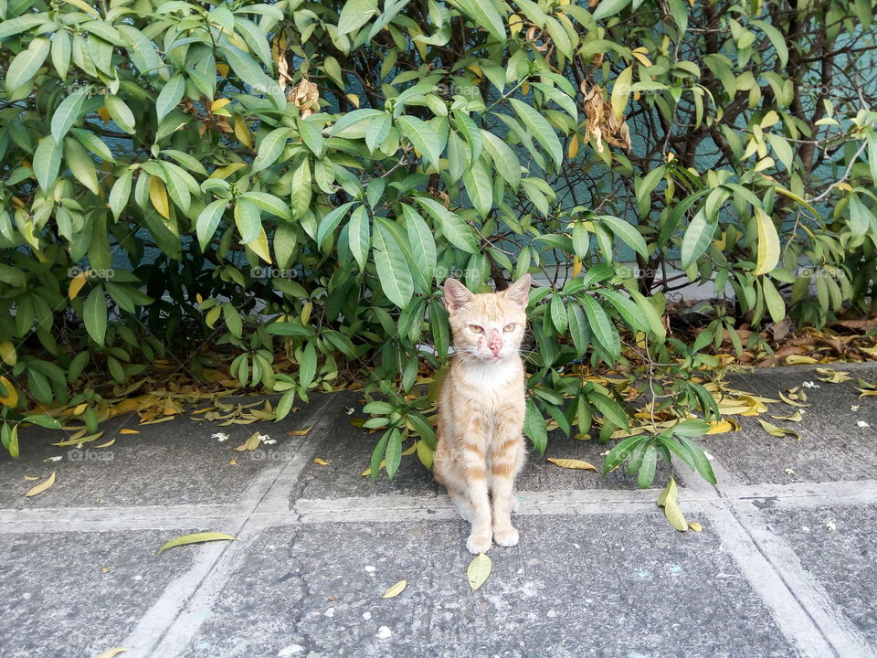 cat poses for the camera