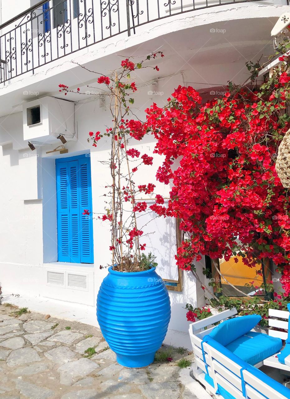 Blooming bourganvillia flowers, plant outside a white  house on a Greek island, Skiathos 