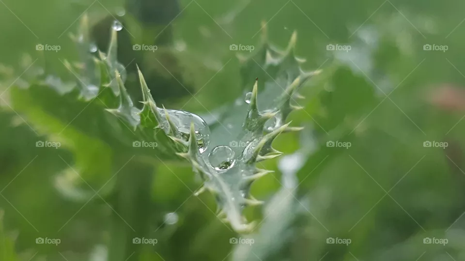 Thorny leaf