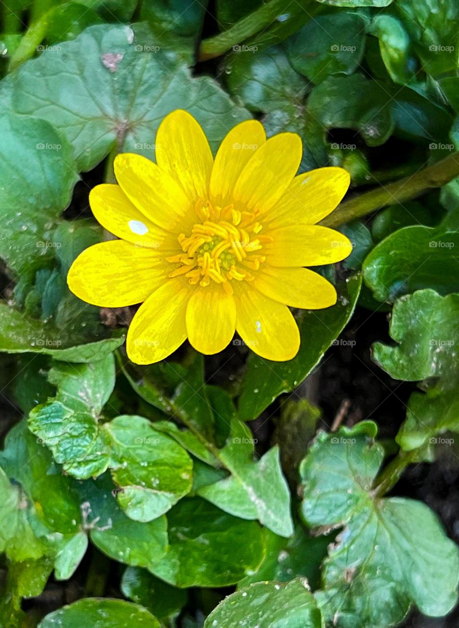 Close-up of a yellow primrose flower among green leaves. Sunlight highlights the delicate petals, creating a spring atmosphere.