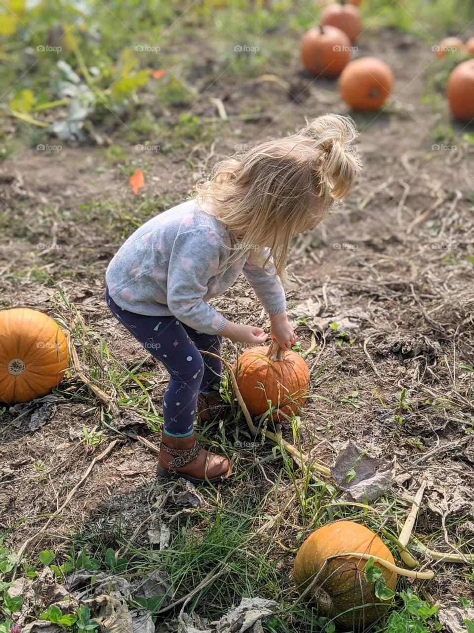 toddler girl in a pumpkin patch choosing her perfect small, orange pumpkin wearing a fall sweater and brown boots