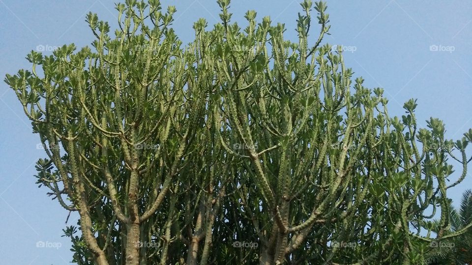 a beautiful plant in the Forest, who makes a beautiful nature.