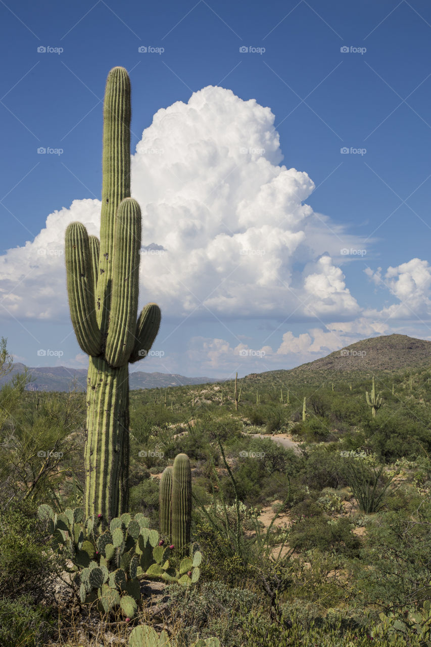 Saguaro Cactus