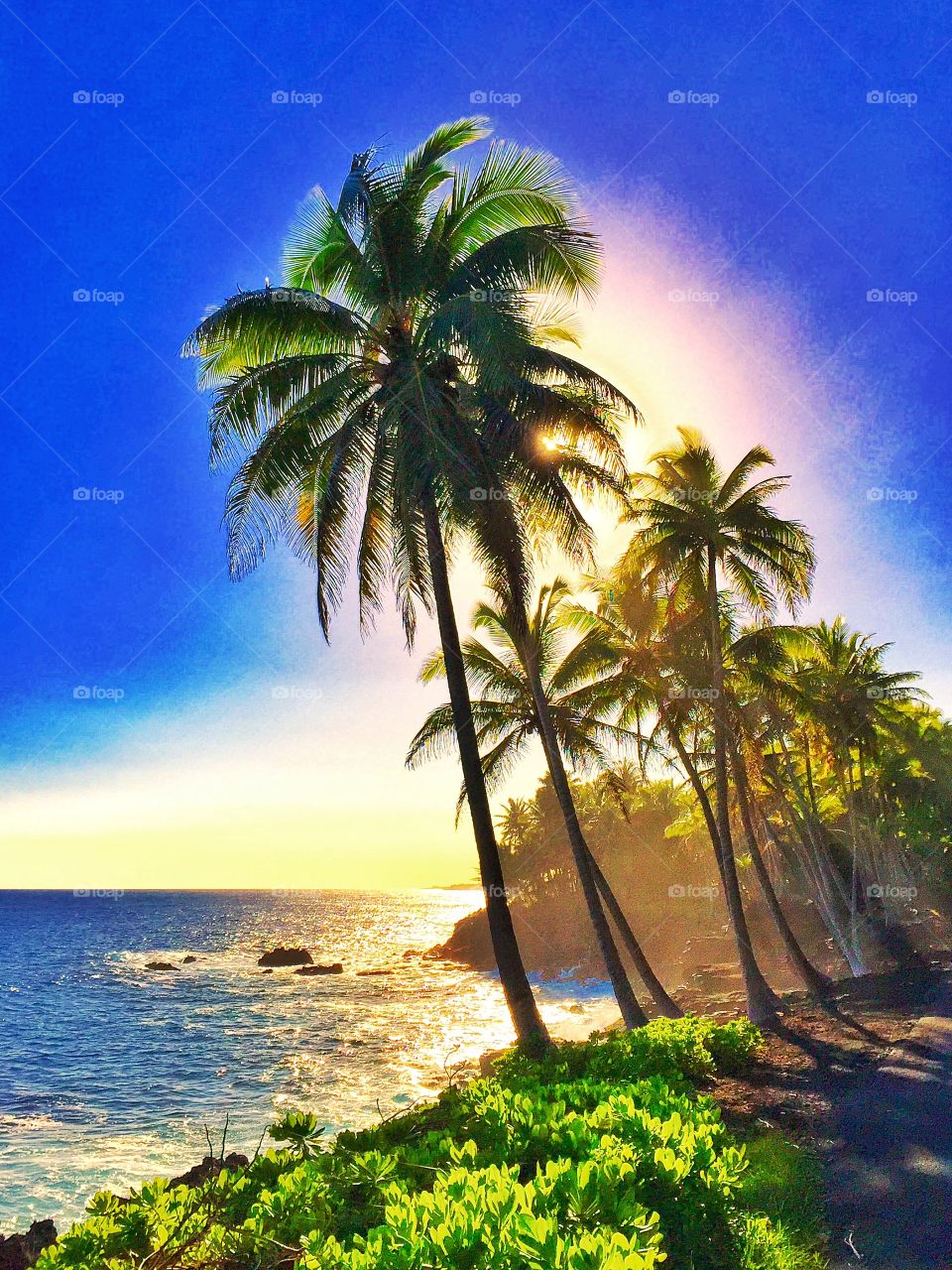 Hawaii Series: Palm Trees and Pacific Ocean