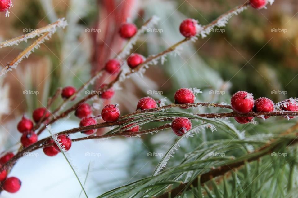 Frosted Berries 