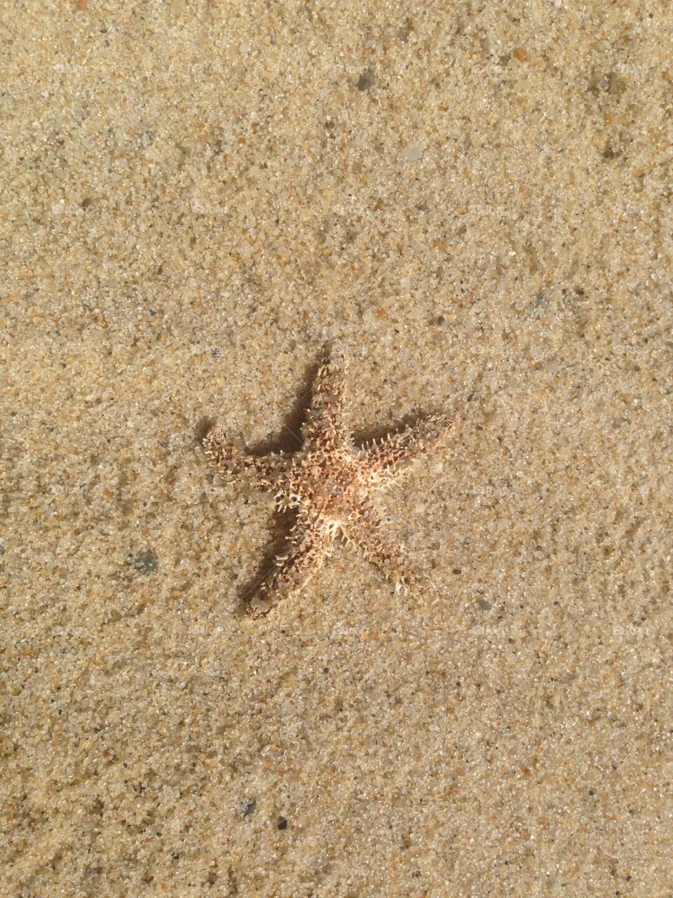 Starfish on sand