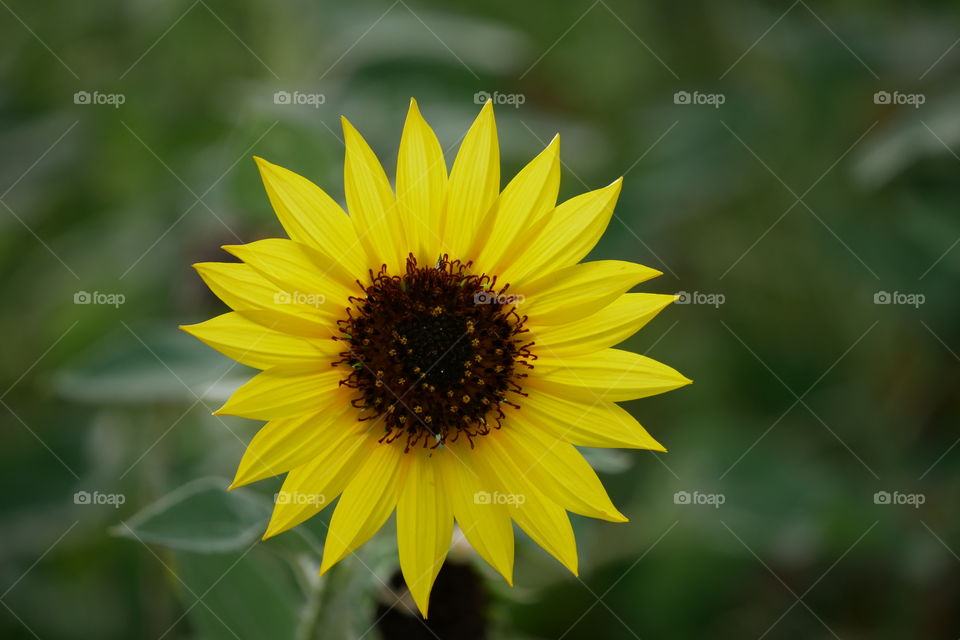 Macro of a Wild Sunflower