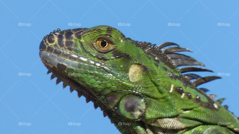iguana of the day