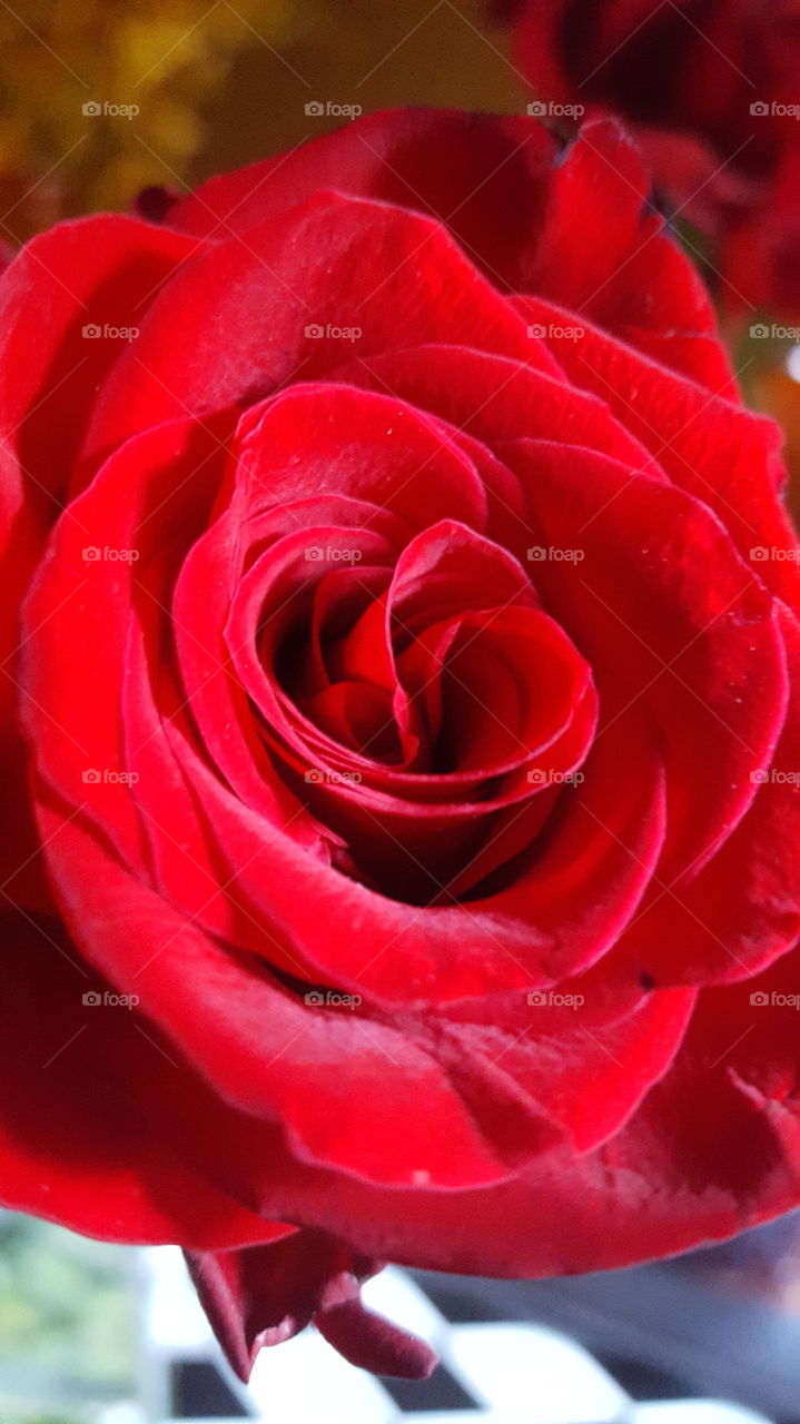 rose closeup