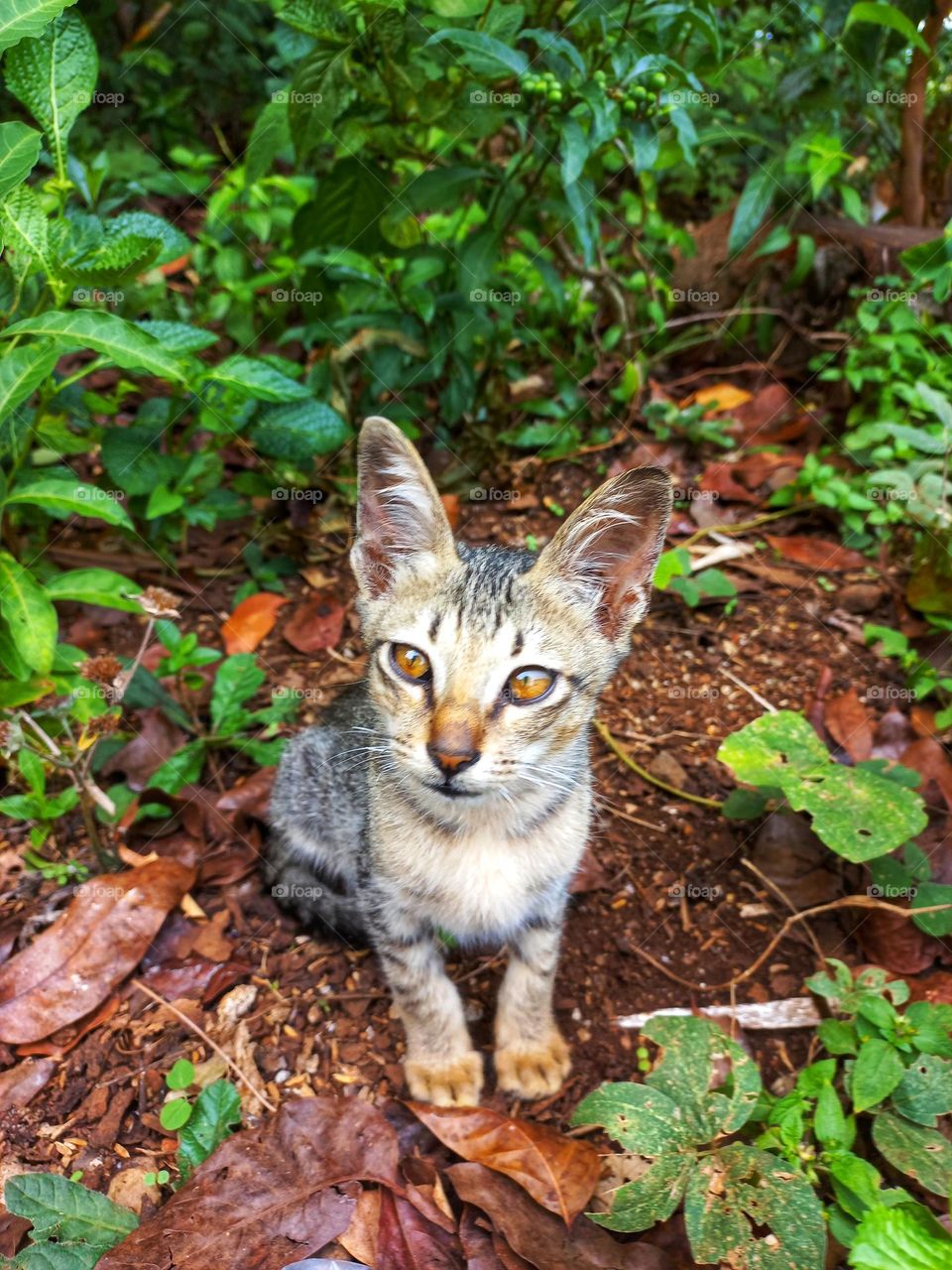 Kitten in the middle of the plantation
