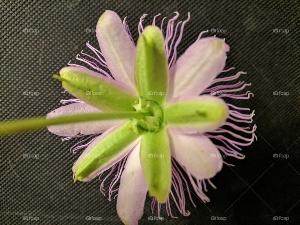 Bottom passion flower