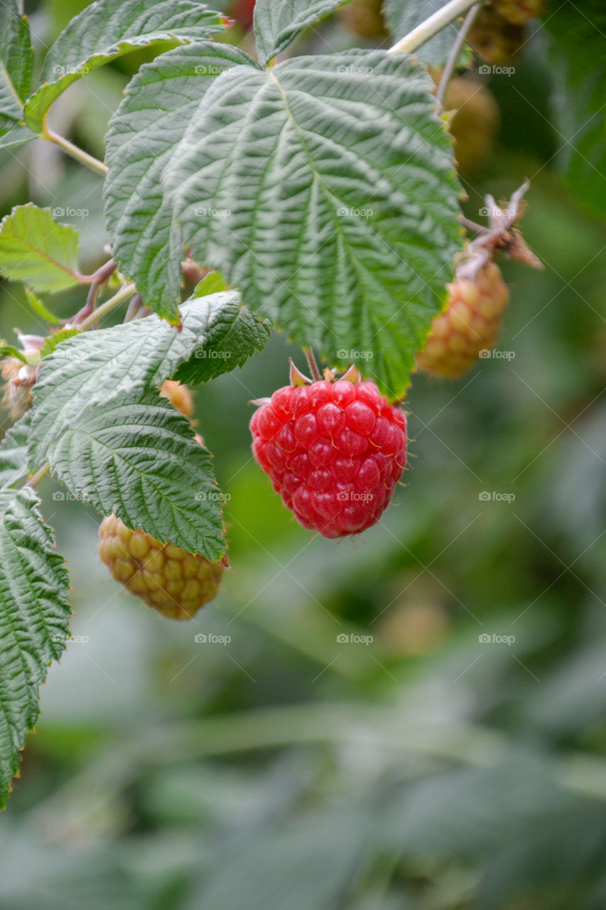 Close-up of raspberry
