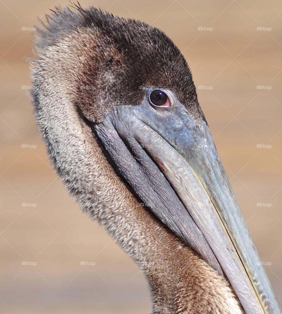 Brown pelican