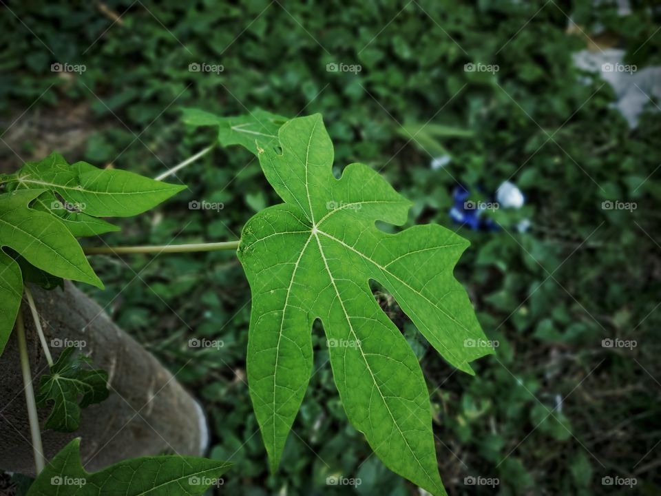 the leaf At Garden