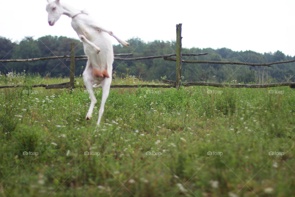 Dancing goat 