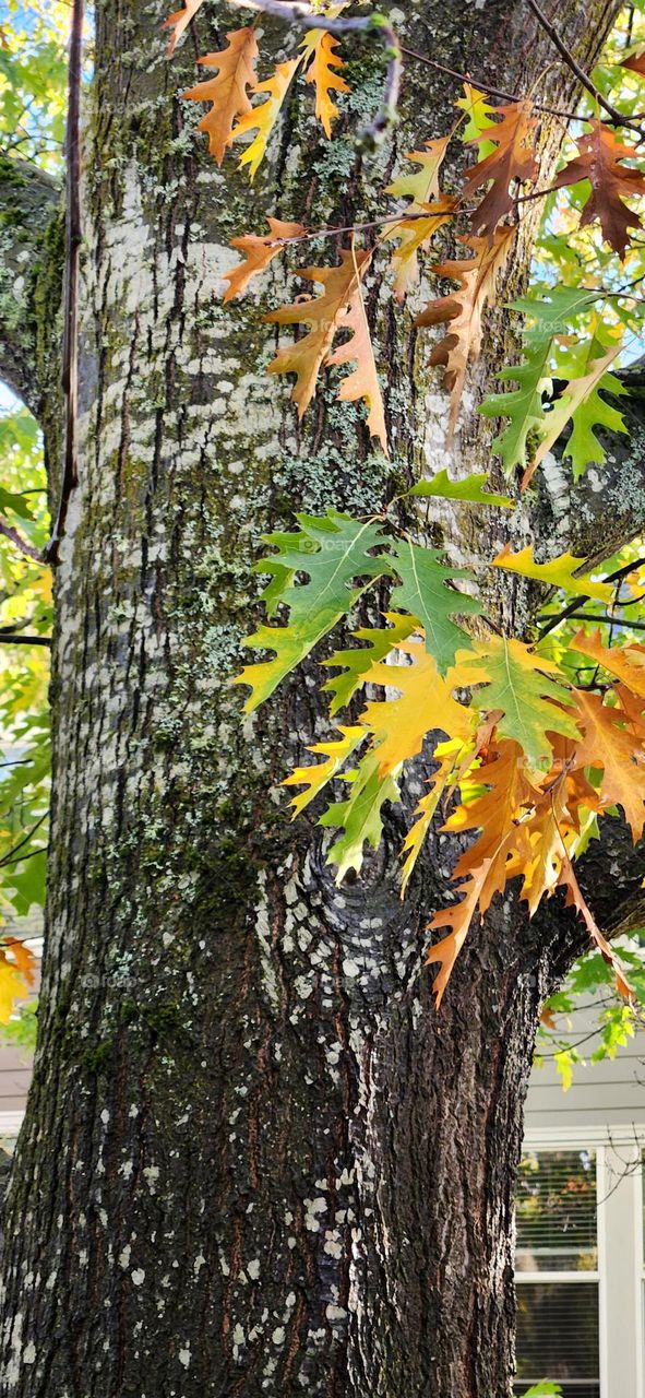 close up view of a tree trunk with sunlit orange green yellow brown leaves on an August afternoon in Oregon