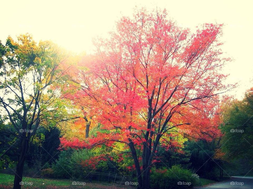 Colorful, nature, autumn, fall, tree, leaf
