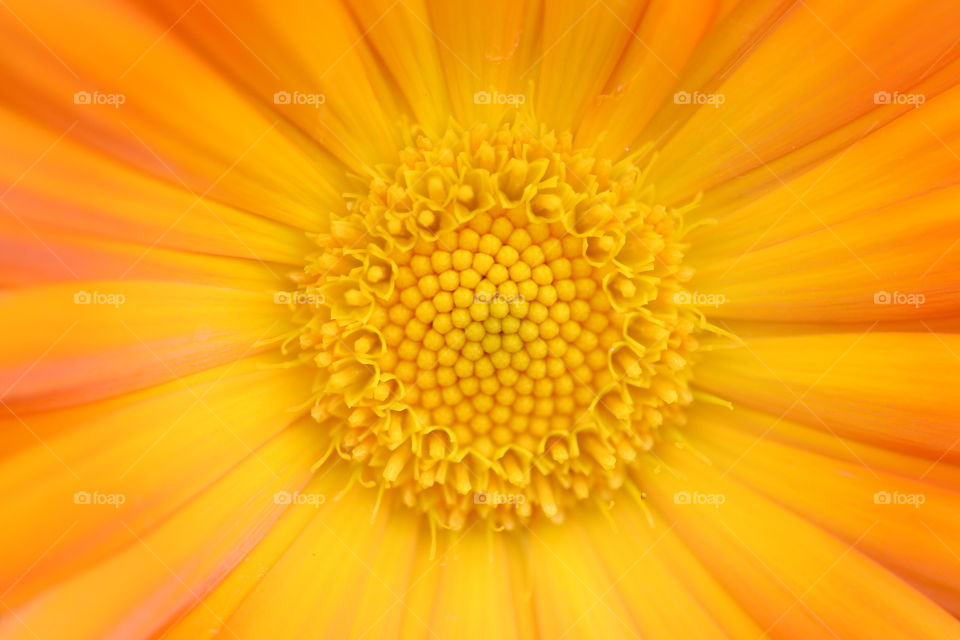 Full frame shot of sunflower