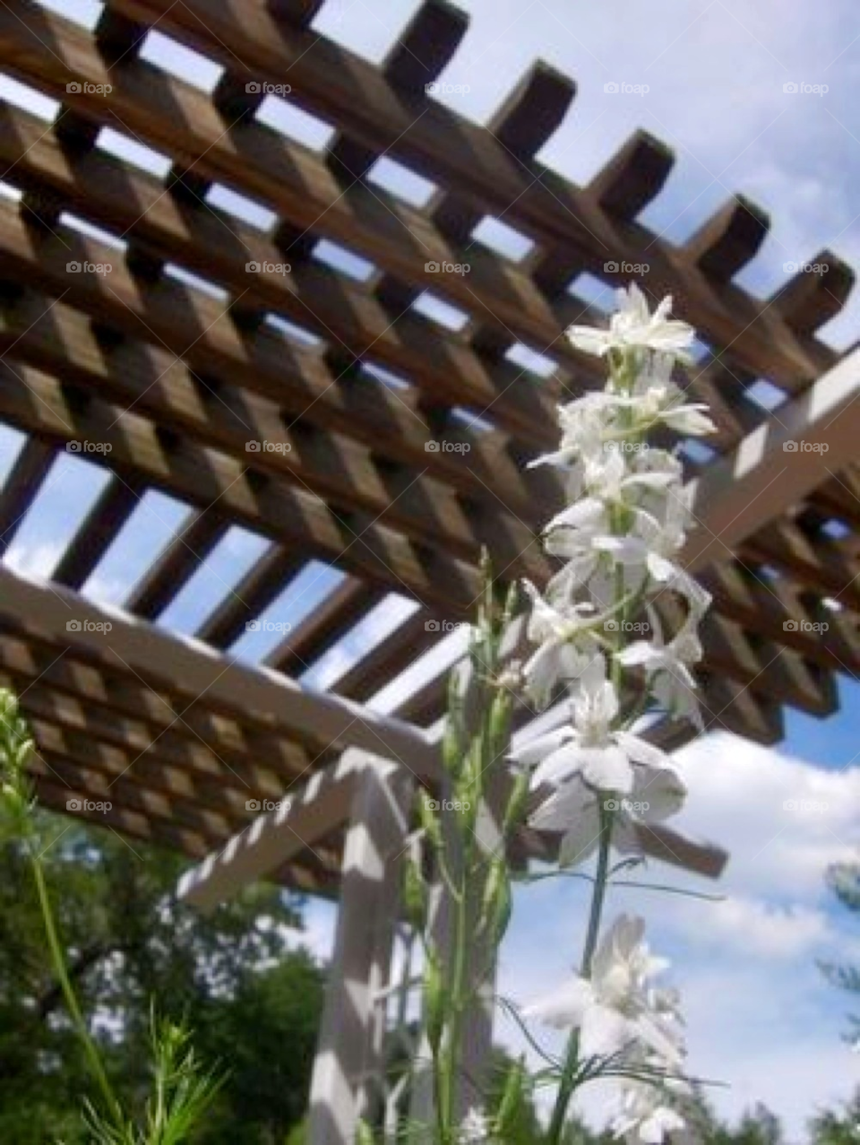 sky sunny grid bright by Amy