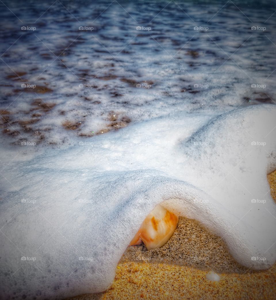 Seashell under the wave
