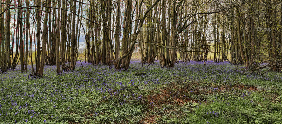 wood summer trees bluebells by chris7ben