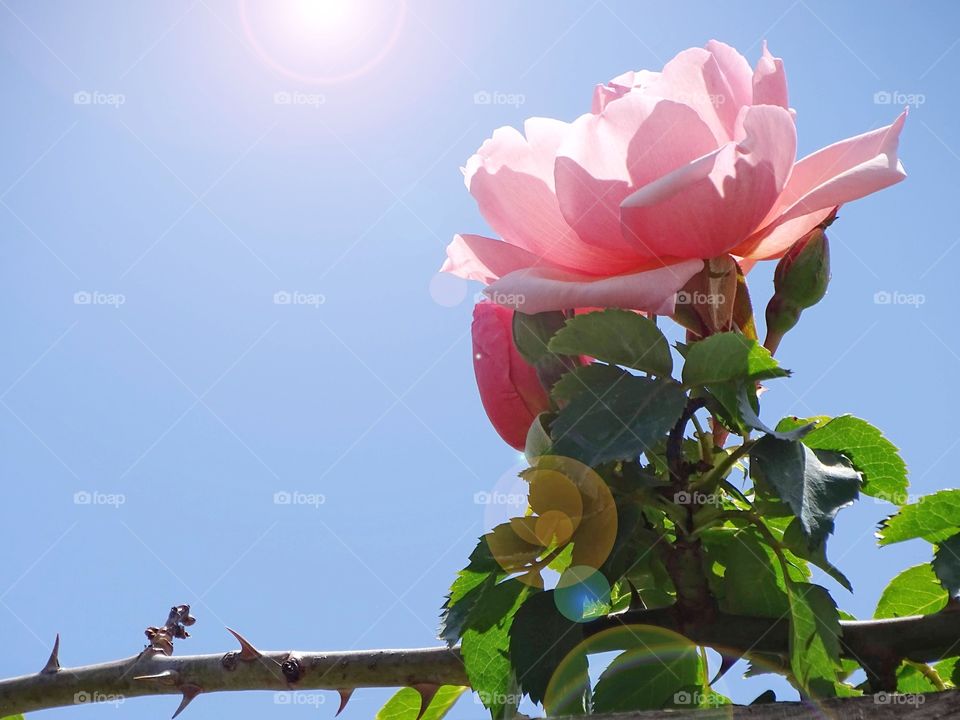 The light gives life