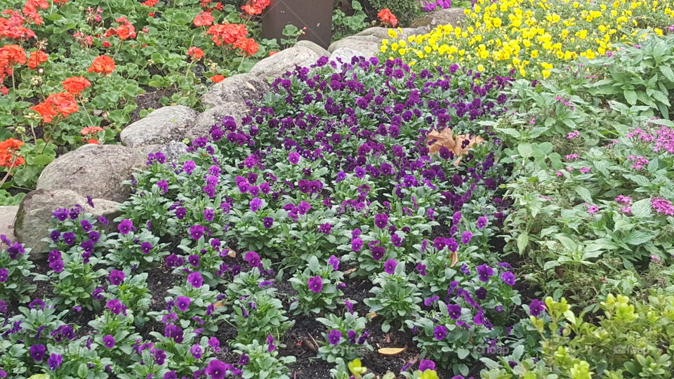 The flowers are in full bloom at the EPCOT International Flower & Garden Festival.