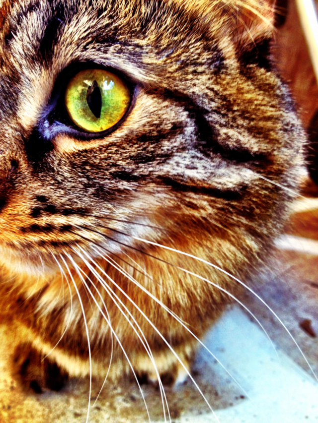 cat