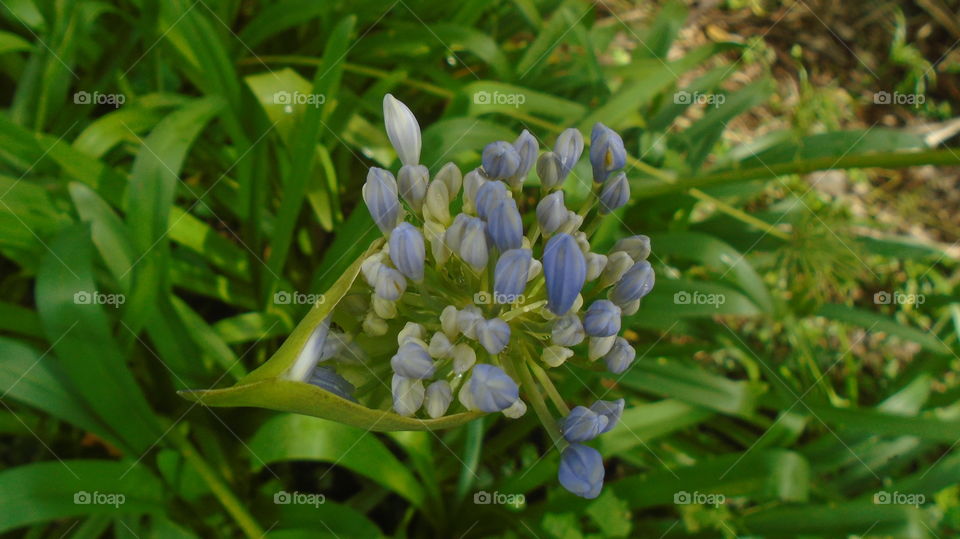 NATURE, PLANT, ENVIRONMENT, TREES.