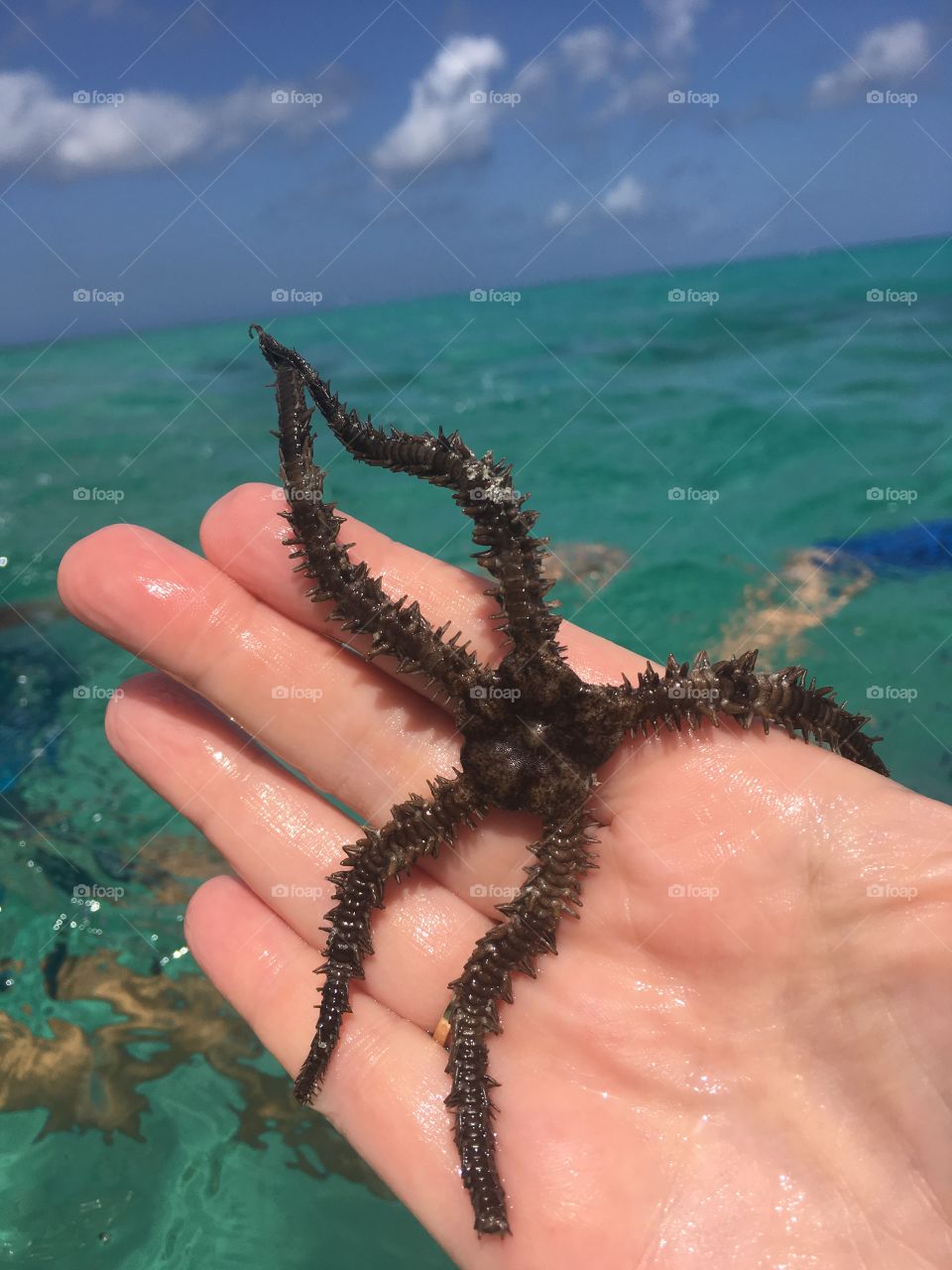 Starfish 