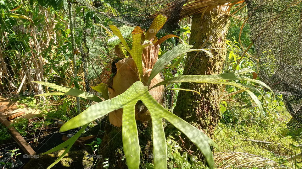 BROMÉLIAS EXÓTICAS