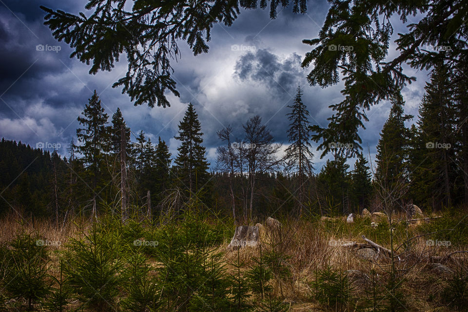 Storm clouds over forest