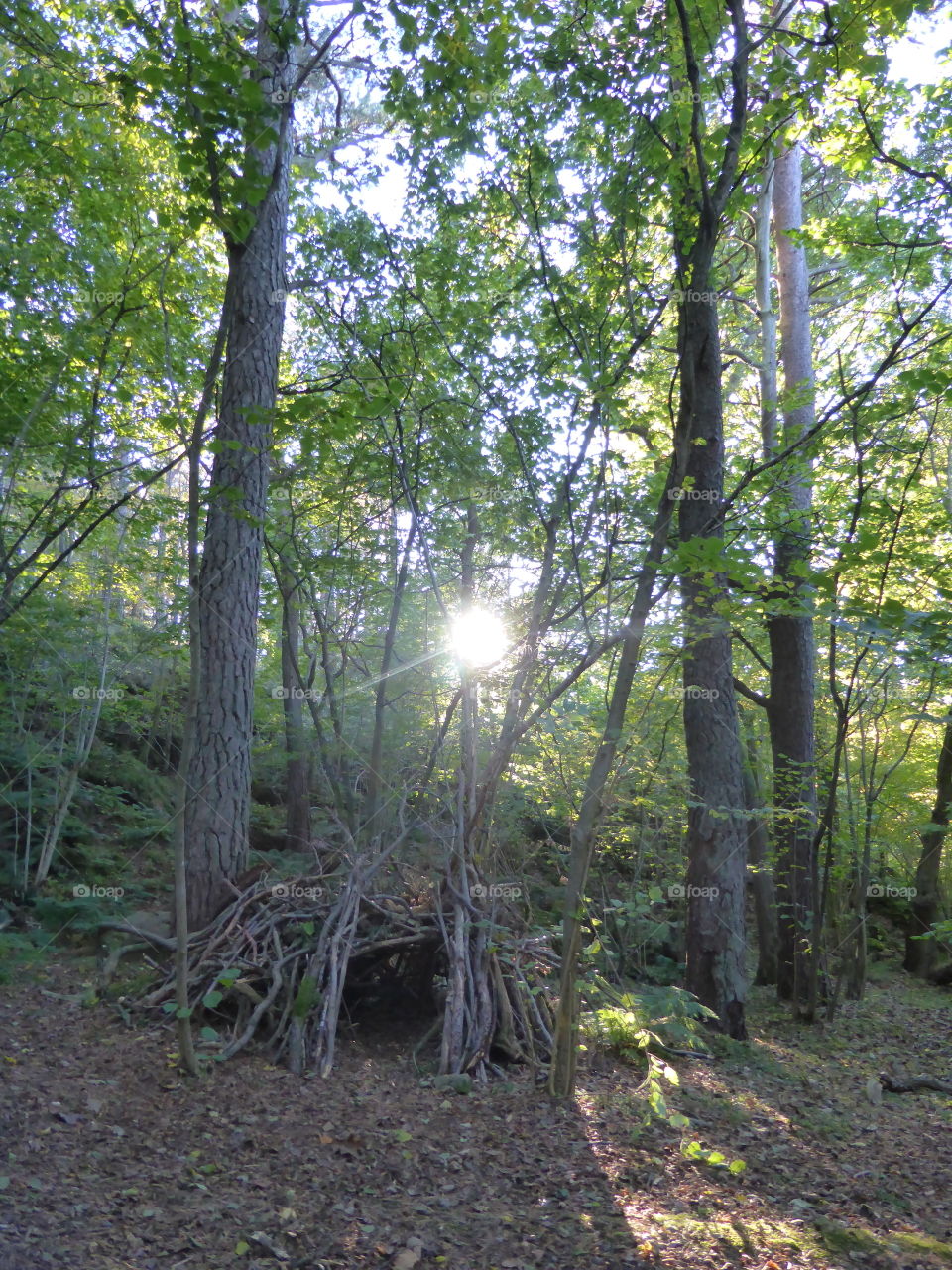 A hut in a forest