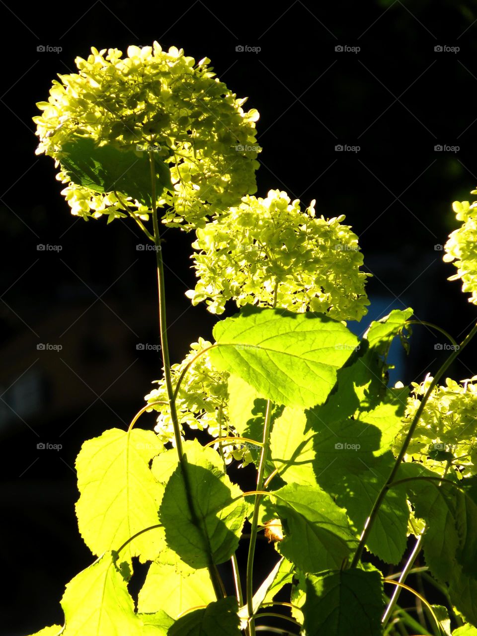 translucent hydrangea