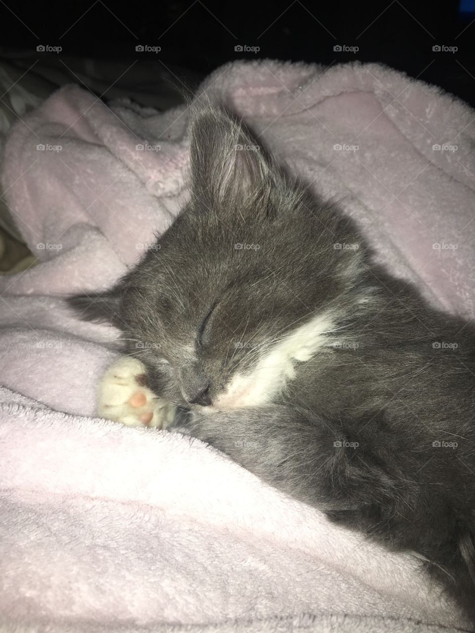 Little Gray Kitten takes a nap 