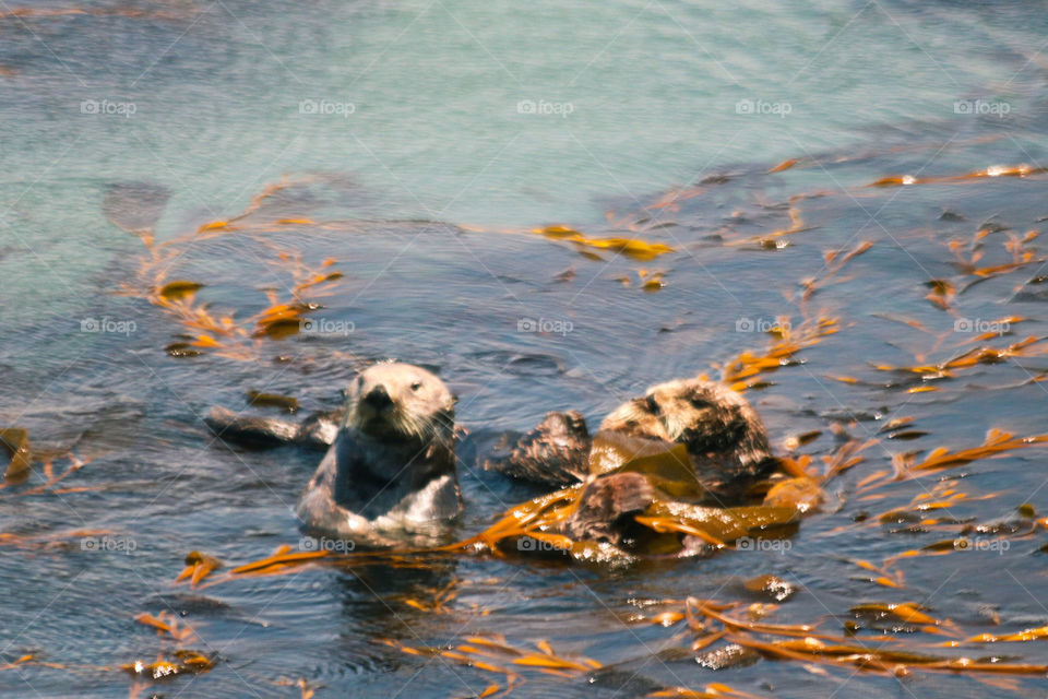Sea otter looks grumpy