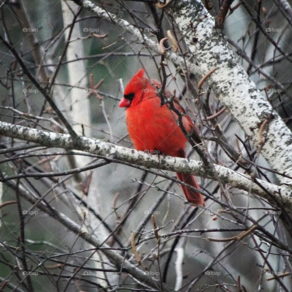 The Cardinal