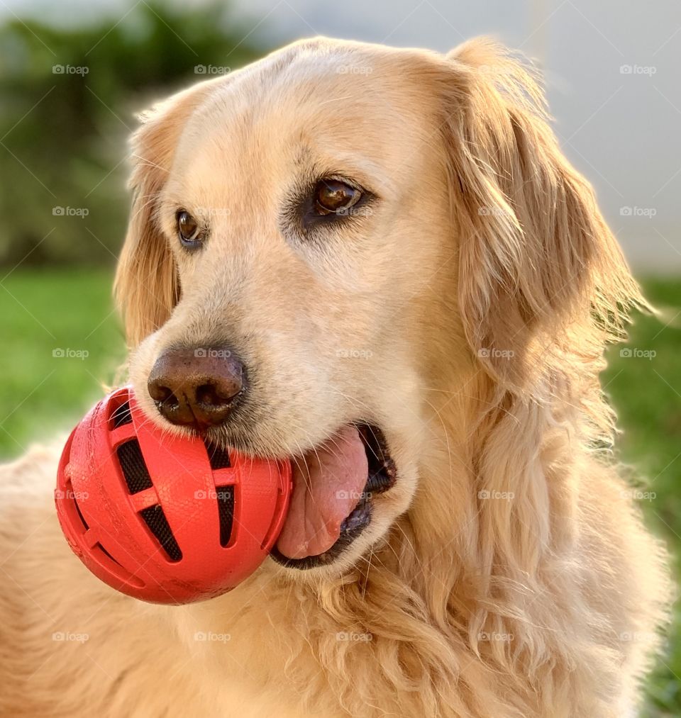 Golden retriever and red ball