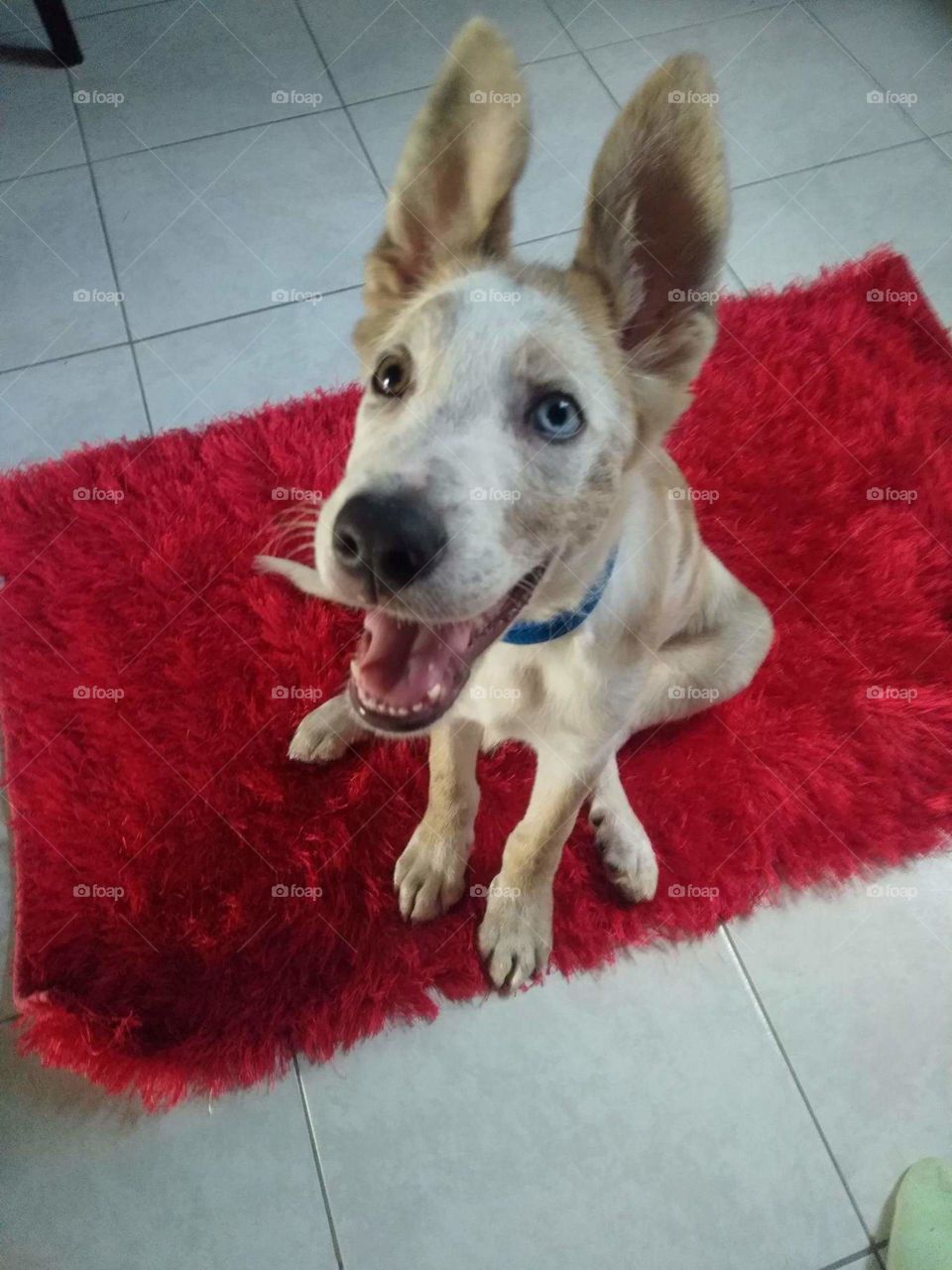 The second day home after we rescued Sky. See the happiness on his face.