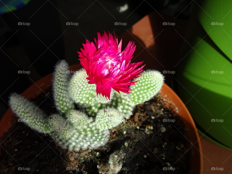 Baby Cactus