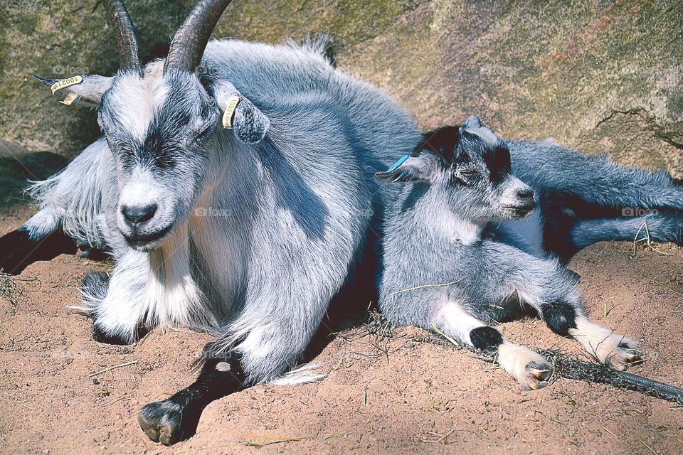 Goats. Two goats resting in the sun