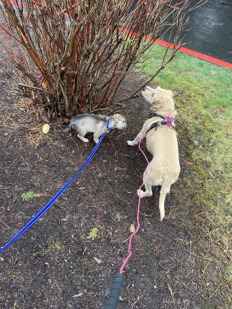 Sniff ALL the things!