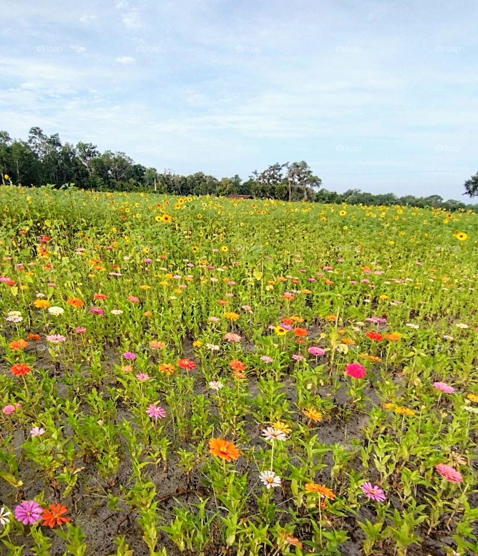 Field of Flowers