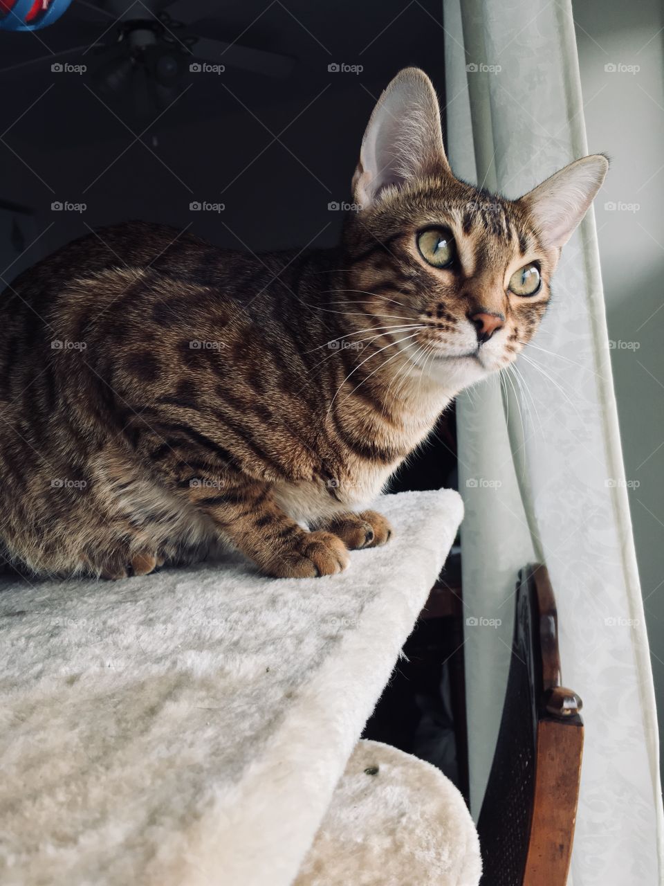 Lucy the bengal 