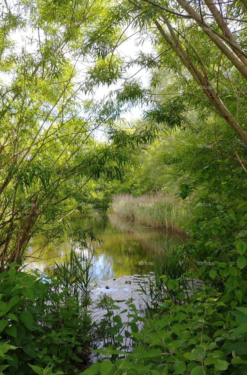 teich tümpel. see ufer wald Bäume