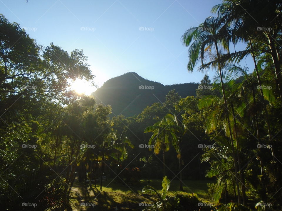 PLANT, GARDEN, LEAVES, FLOWERS, ENVIRONMENT.